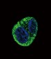 FGA Antibody (N-term)
